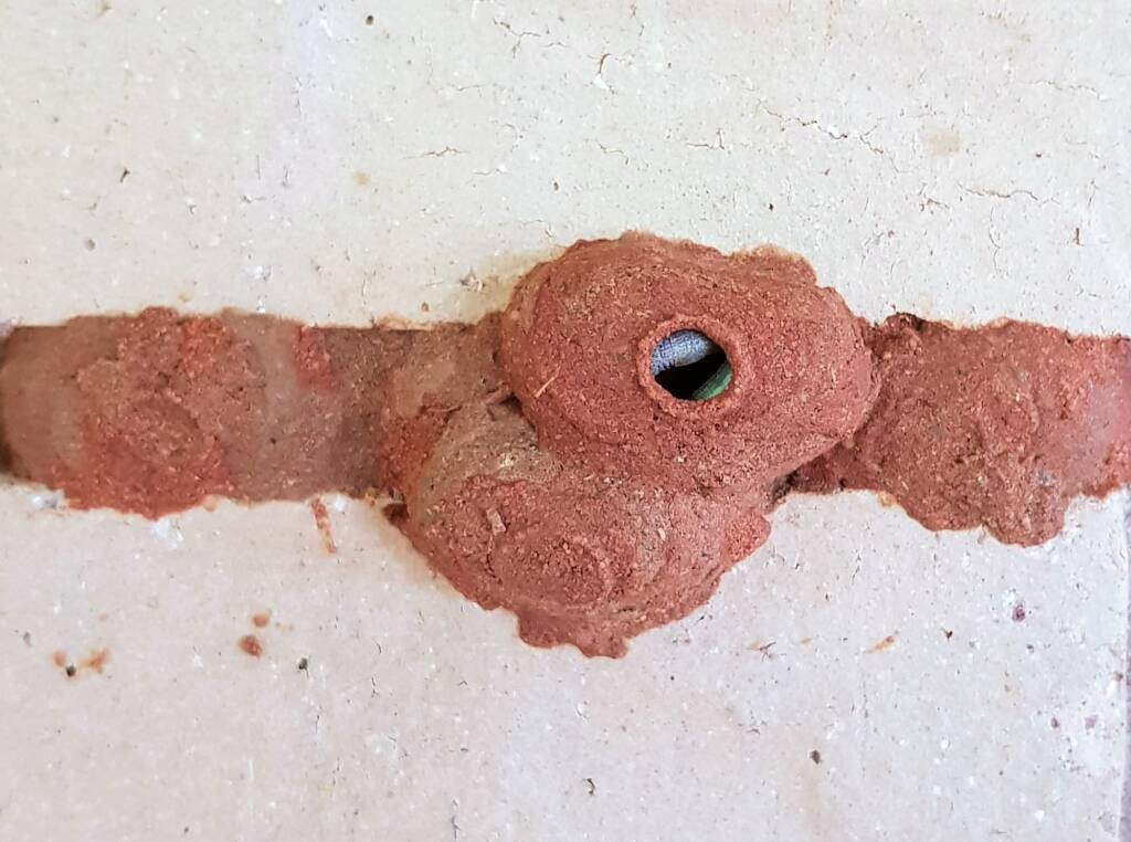 4th cell of the Orange-tailed Potter Wasp (Delta latreillei) mud nest filled with prey, Alice Springs NT