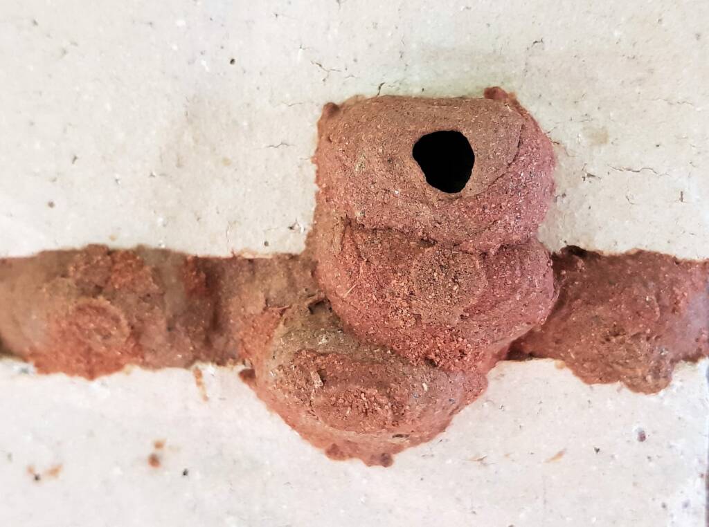 5th cell of the Orange-tailed Potter Wasp (Delta latreillei) mud nest - awaiting to be filled with prey, Alice Springs NT
