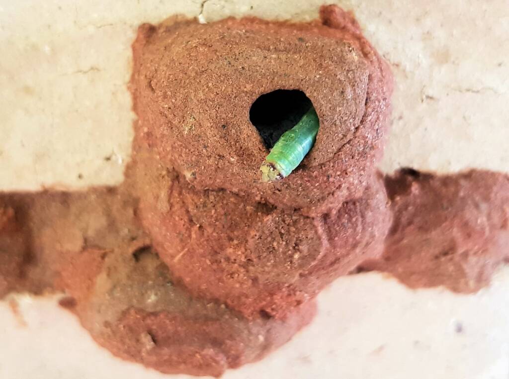 Caterpillar in 5th cell of the Orange-tailed Potter Wasp (Delta latreillei) mud nest, Alice Springs NT