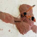 Orange-tailed Potter Wasp (Delta latreillei) starting to create the 7th cell in mud nest, Alice Springs NT
