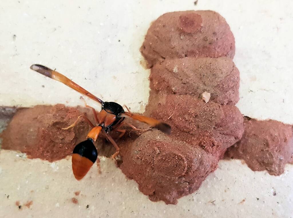 Orange-tailed Potter Wasp (Delta latreillei) starting to create the 7th cell in mud nest, Alice Springs NT