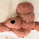 7th cell of mud nest - Orange-tailed Potter Wasp (Delta latreillei), Alice Springs NT