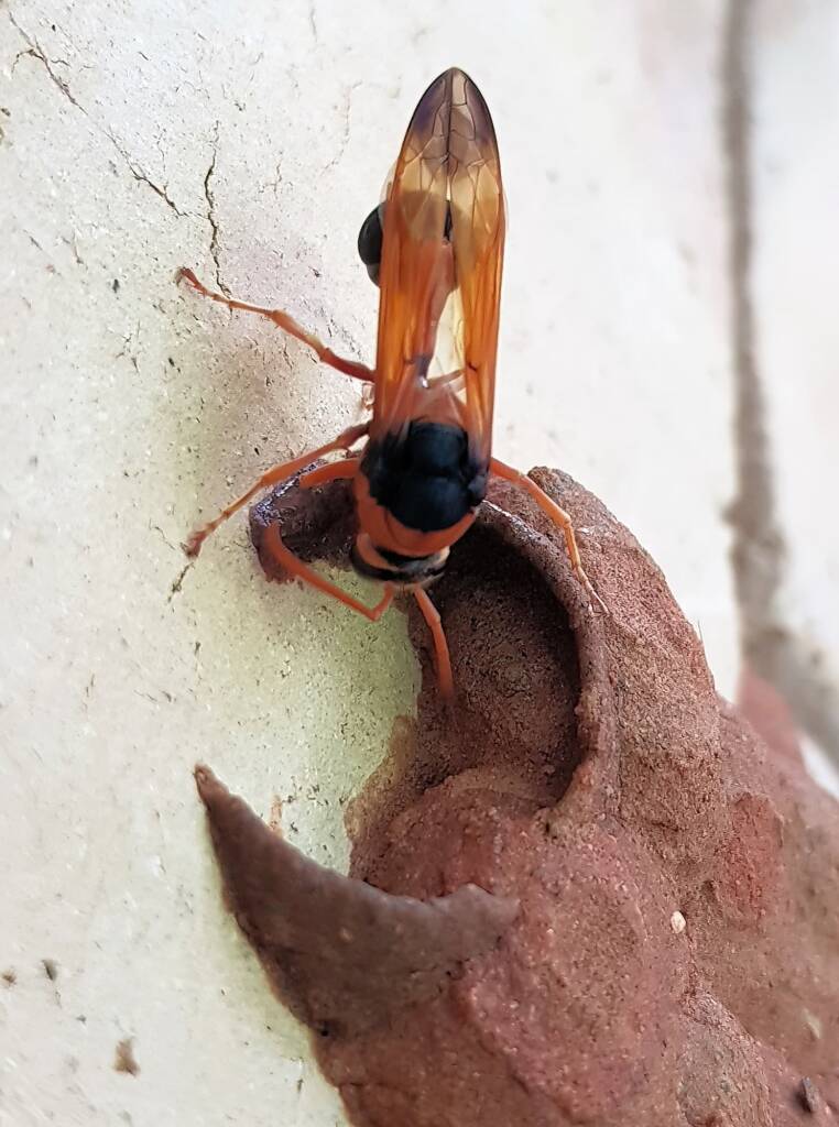 Orange-tailed Potter Wasp (Delta latreillei) building cell in mud nest, Alice Springs NT