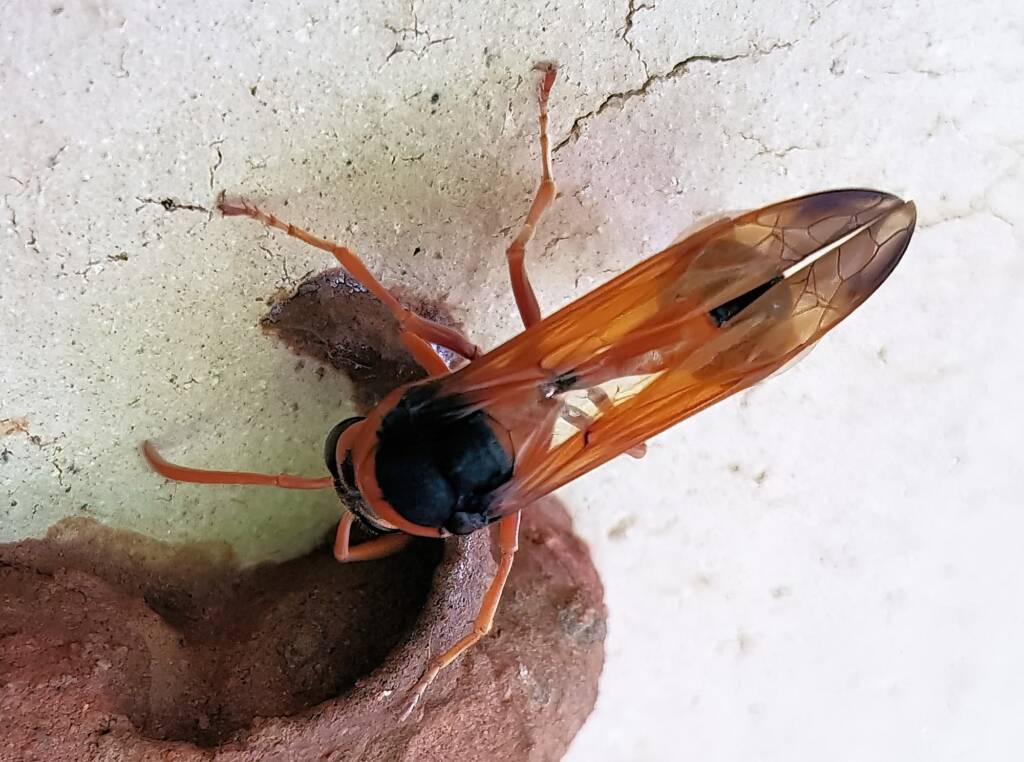 Orange-tailed Potter Wasp (Delta latreillei) building cell in mud nest, Alice Springs NT