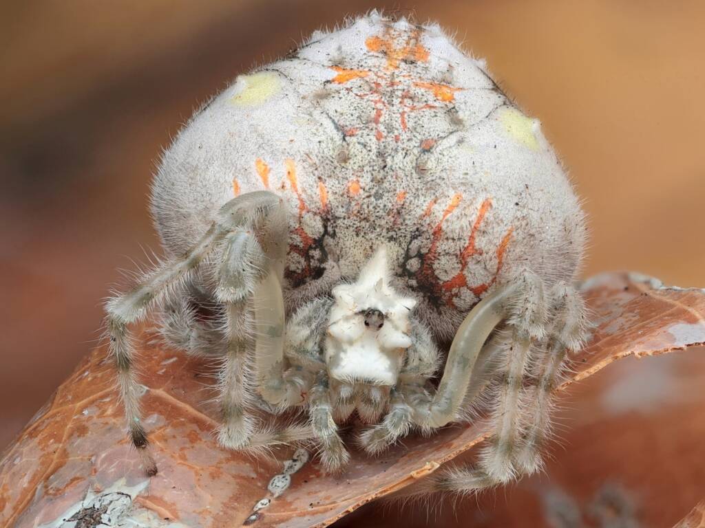 Magnificent Spider (Ordgarius magnificus), Narara NSW © Michael Doe