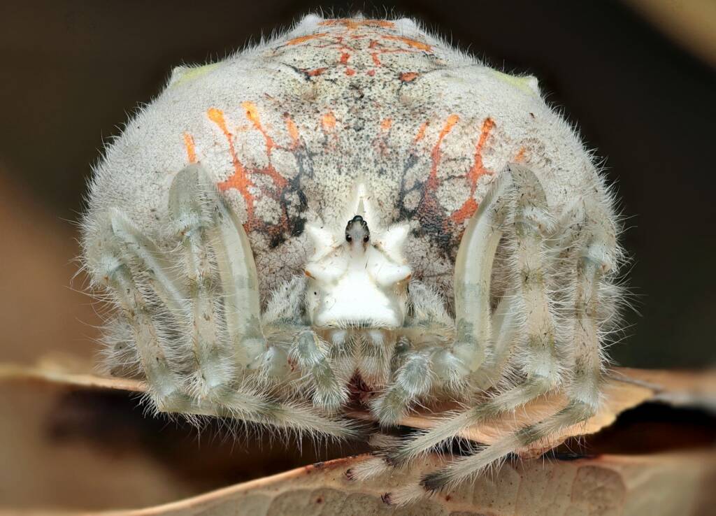 Magnificent Spider (Ordgarius magnificus, Narara NSW © Michael Doe