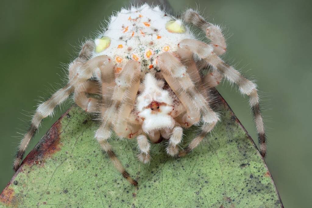 Magnificent Spider (Ordgarius magnificus), Narara NSW © Michael Doe