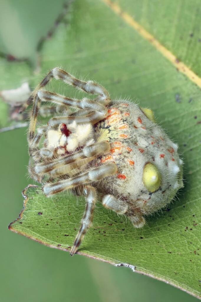 Ordgarius magnificus (Magnificent Spider), Woy Woy Bay NSW © Michael Doe