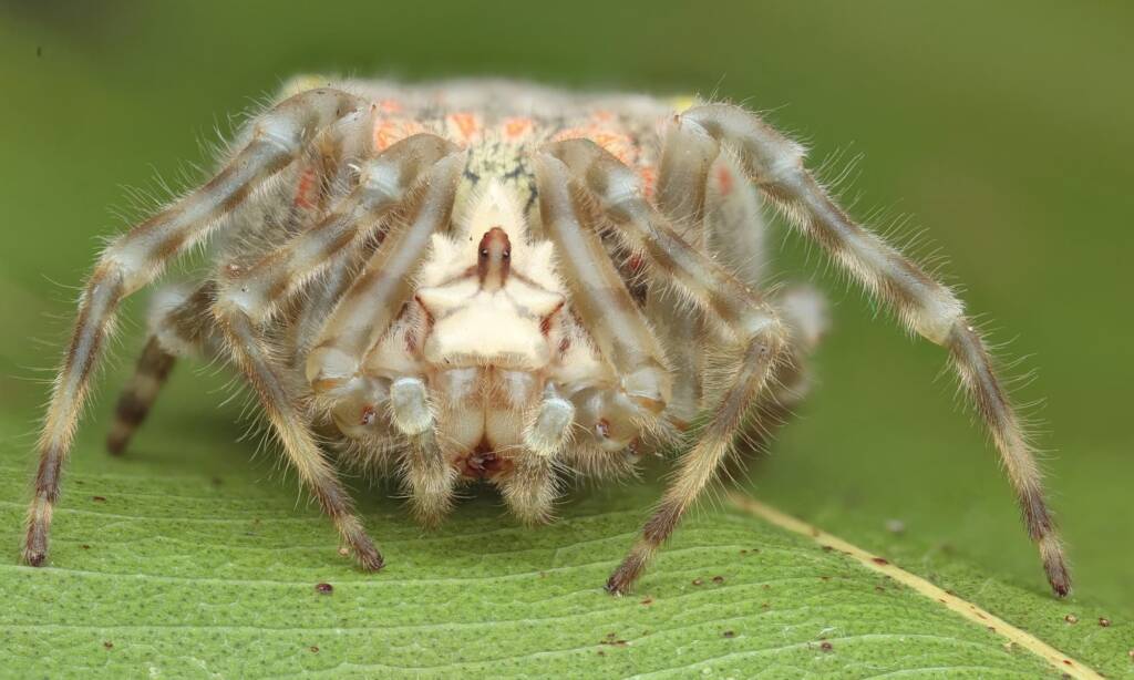 Ordgarius magnificus (Magnificent Spider), Woy Woy Bay NSW © Michael Doe