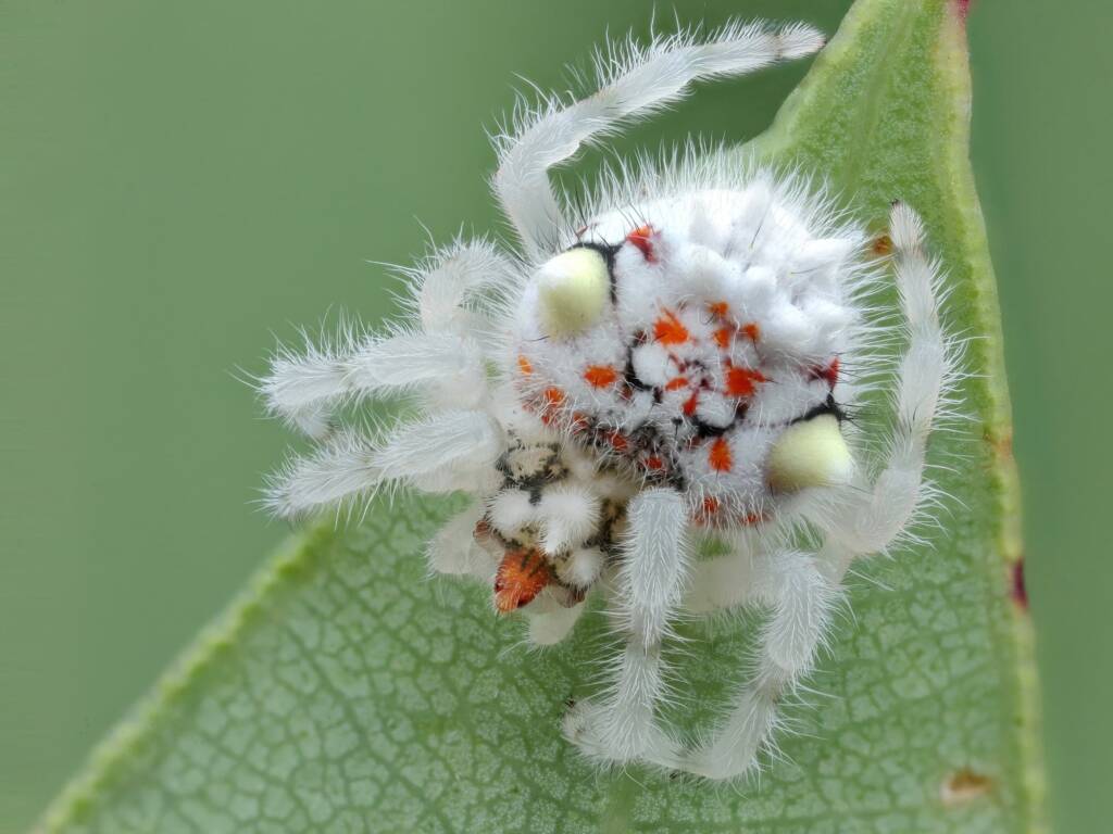 Juvenile Ordgarius magnificus (Magnificent Spider) about 5mm in size, Woy Woy Bay NSW © Michael Doe