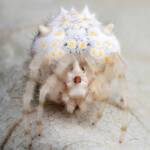 Juvenile Magnificent Spider (Ordgarius magnificus), Woy Woy Bay NSW © Michael Doe