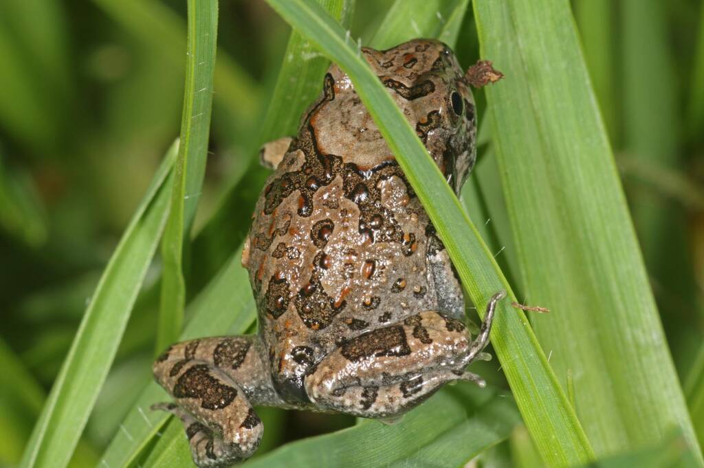 Ornate Burrowing Frog (Limnodynates ornatus), Southern Downs QLD © Marc Newman