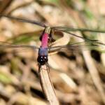 Rosy Skimmers (Orthertum migratum), Mareeba FNQ © Sheena Shepherd