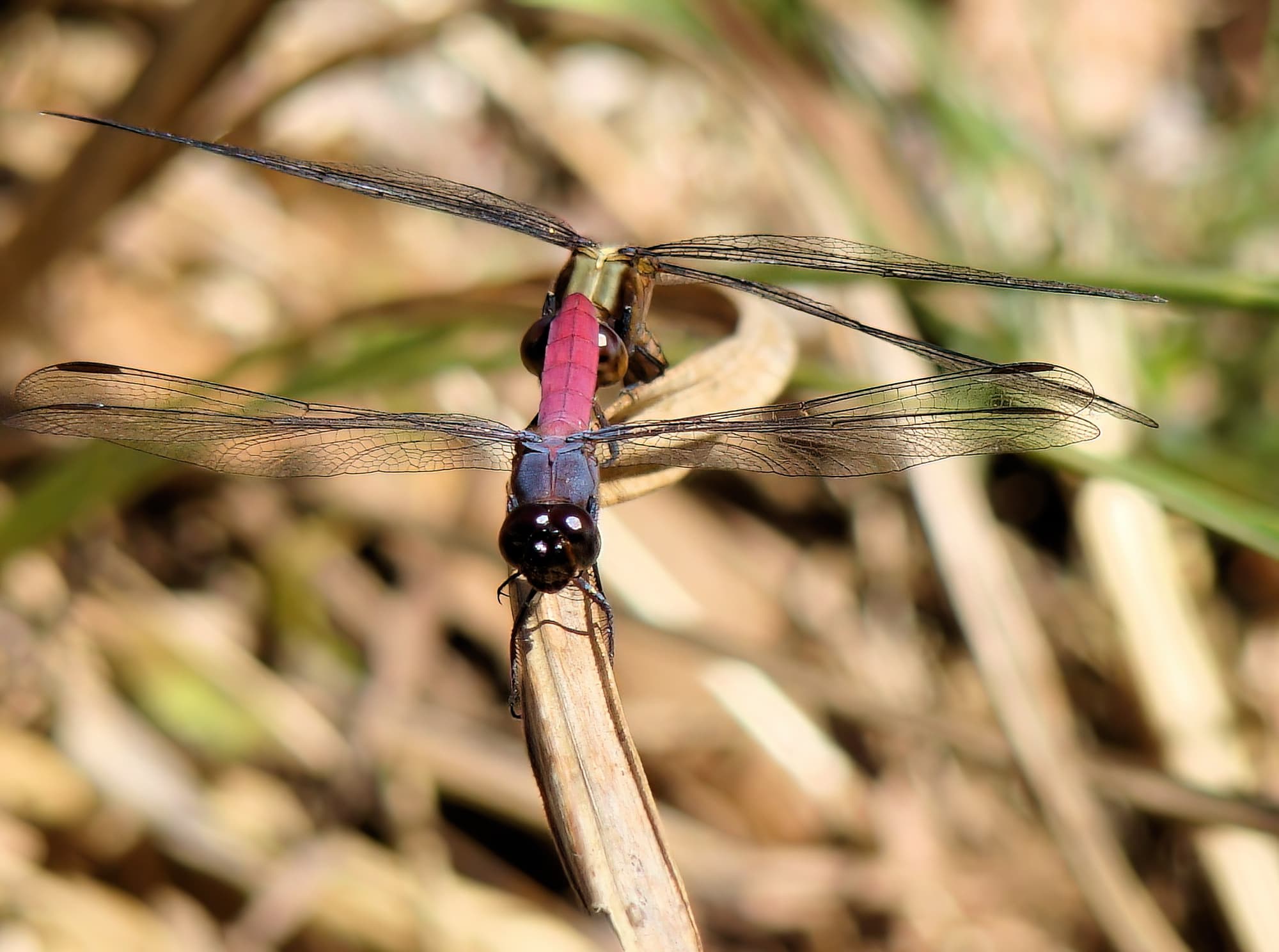 Rosy Skimmers (Orthertum migratum), Mareeba FNQ © Sheena Shepherd
