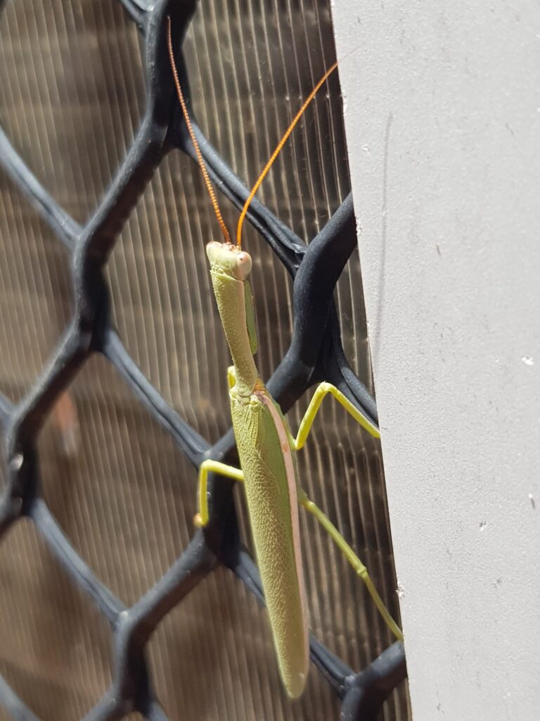 Orthodera marginata (Australian Green Mantis), Alice Springs NT