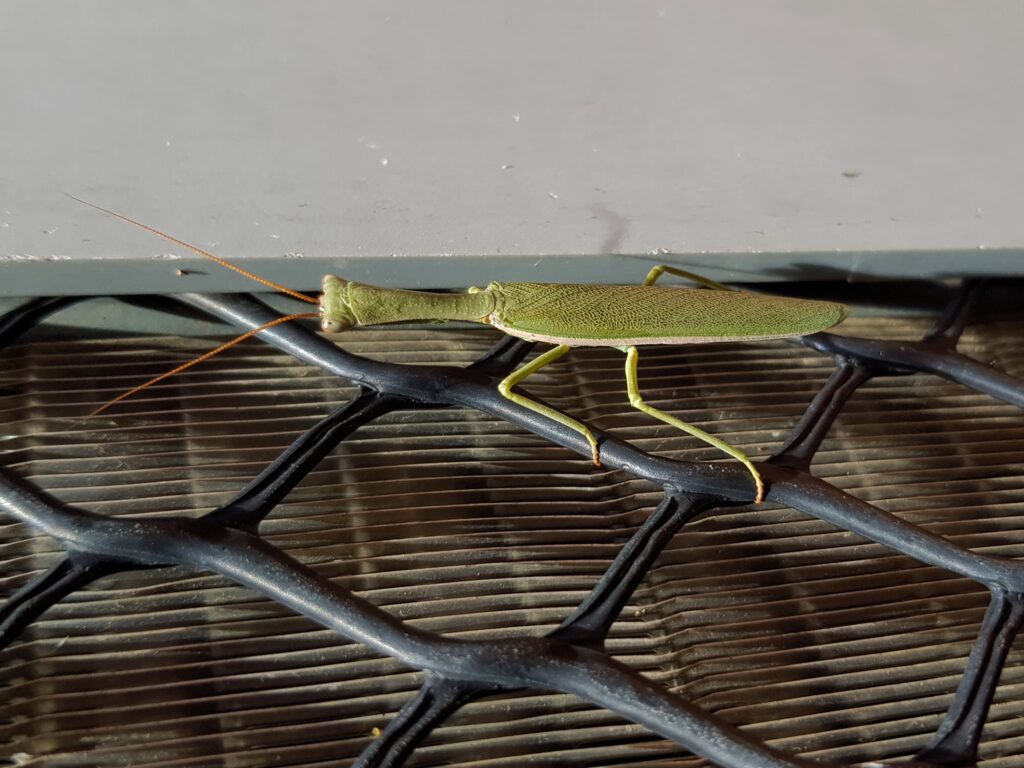 Orthodera marginata (Australian Green Mantis), Alice Springs NT