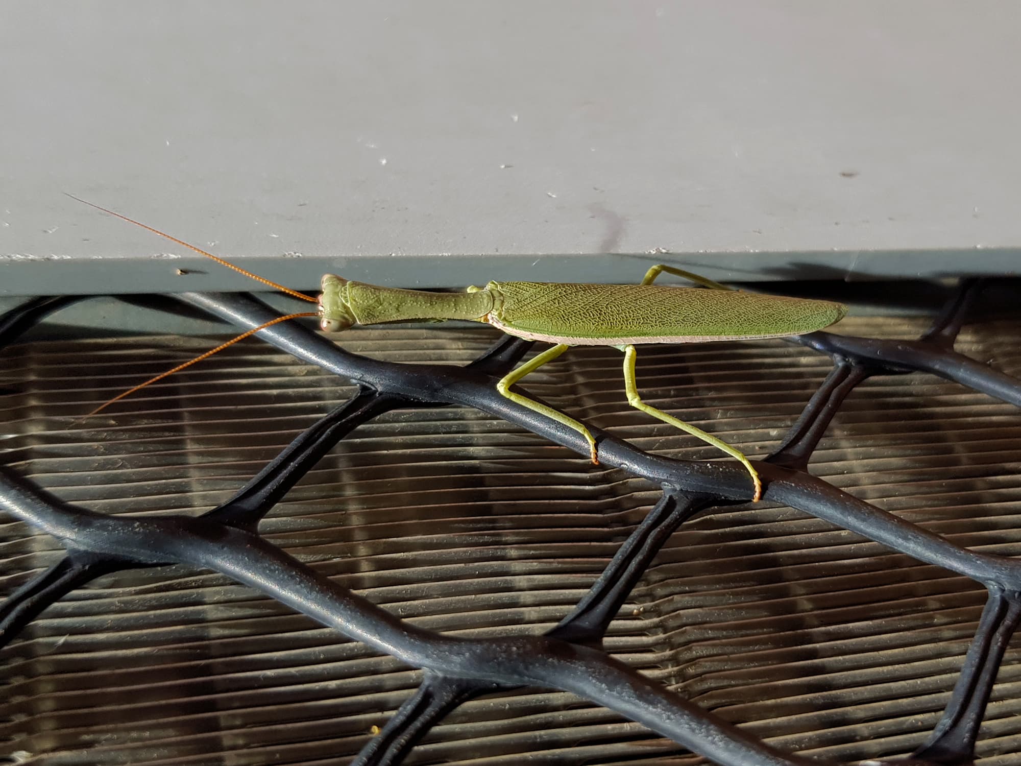 Orthodera marginata (Australian Green Mantis), Alice Springs NT