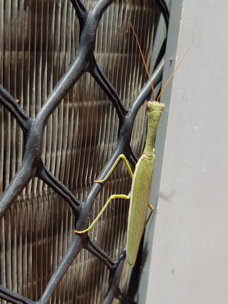 Orthodera marginata (Australian Green Mantis), Alice Springs NT