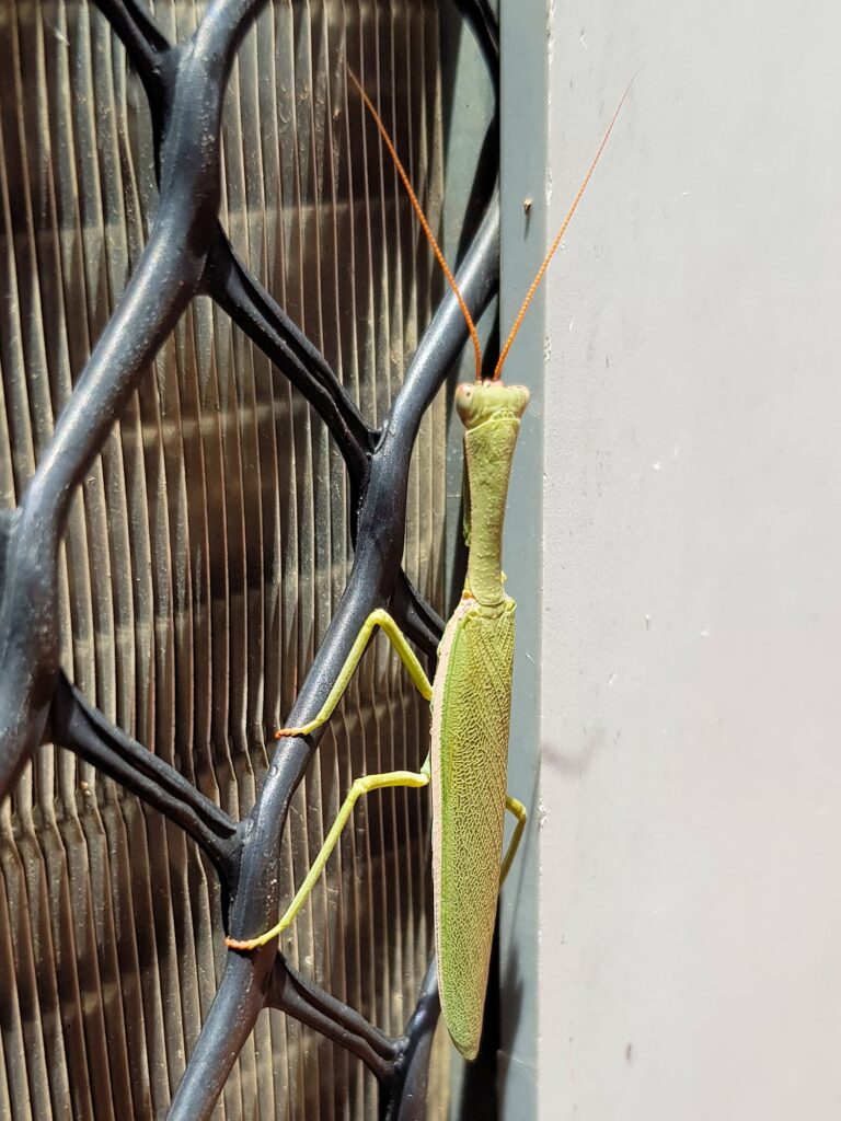 Orthodera marginata (Australian Green Mantis), Alice Springs NT