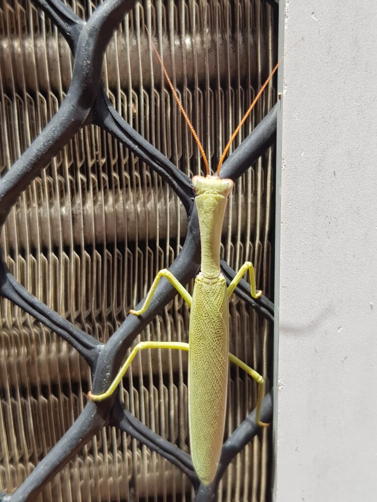 Orthodera marginata (Australian Green Mantis), Alice Springs NT