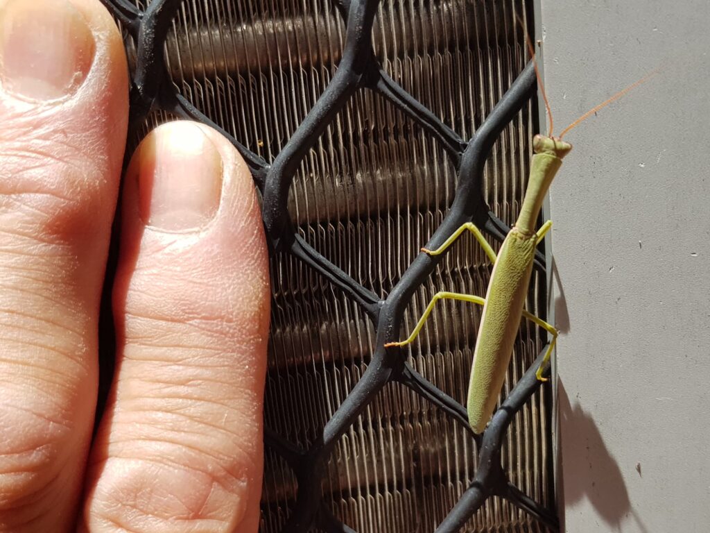 Orthodera marginata (Australian Green Mantis), Alice Springs NT