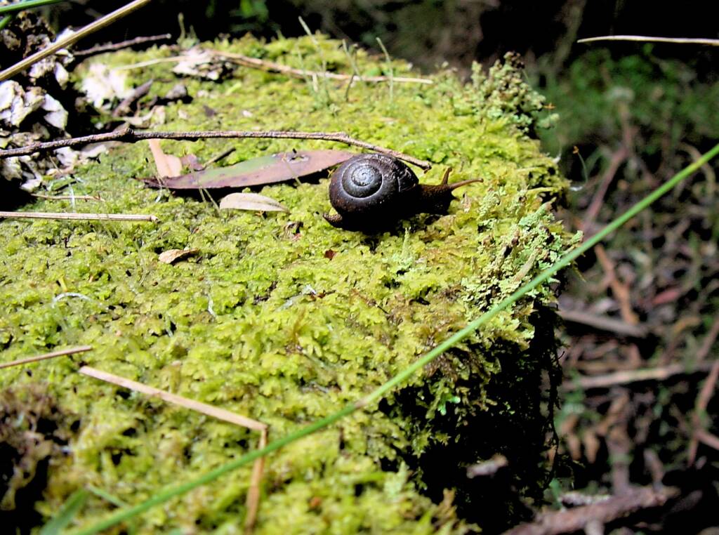 Otway Black Snail (Victaphanta compacta), Otway Ranges, VIC