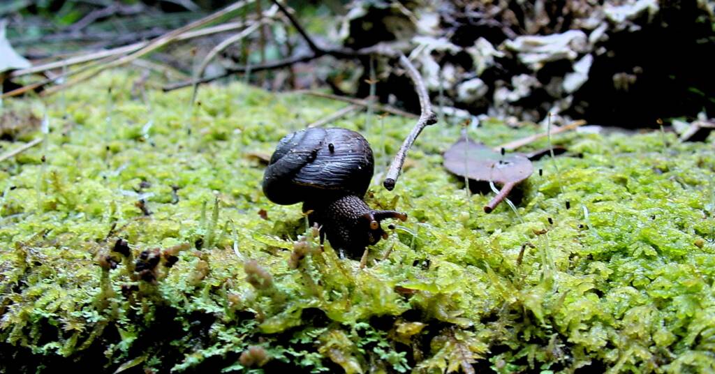 Otway Black Snail (Victaphanta compacta), Otway Ranges, VIC