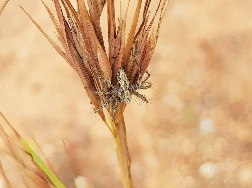 Lynx Spider (Oxyopes) on Kangaroo Grass (Themeda triandra), Alice Springs, NT