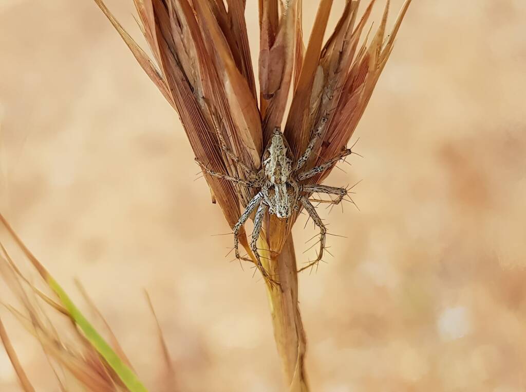 Lynx Spider (Oxyopes) on Kangaroo Grass (Themeda triandra), Alice Springs, NT