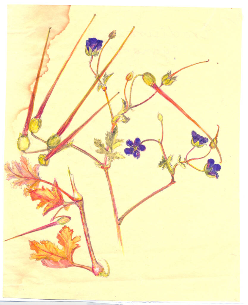 Water colour on paper sketched by Olive Pink, (place and date unknown) Northern Territory. Identified by Olive Pink as Erodium eygnorum. Miss Pink's Wildflowers, University Librarian, University of Tasmania.