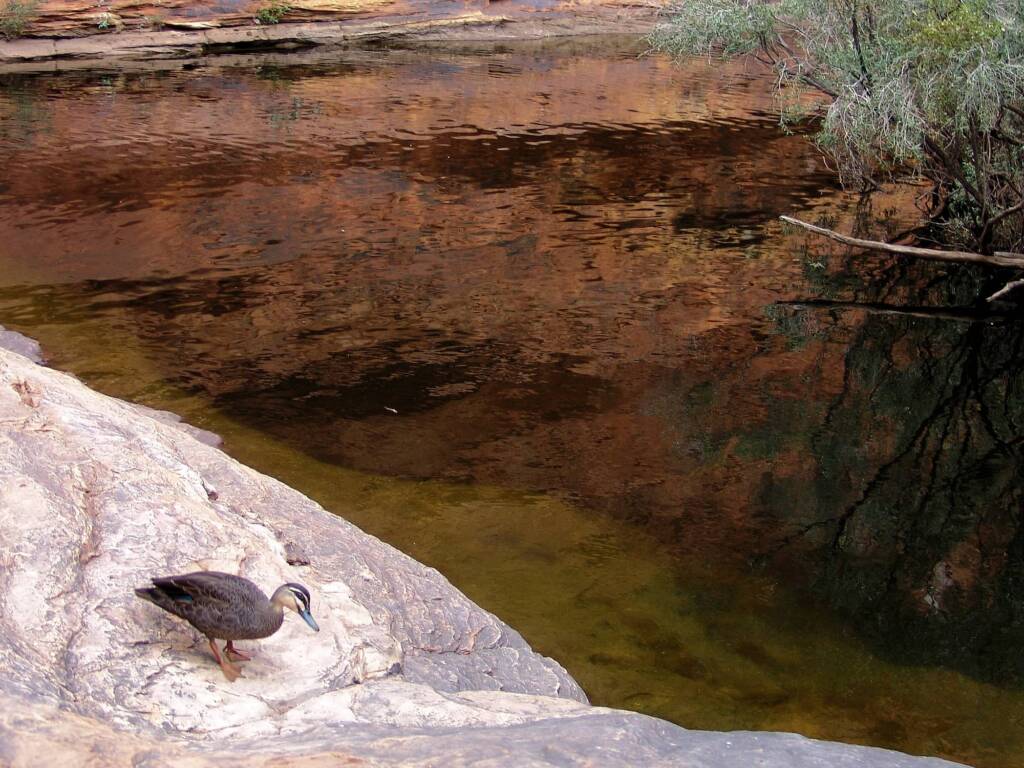 Pacific Black Duck (Anas superciliosa), Garden of Eden, Watarrka National Park NT