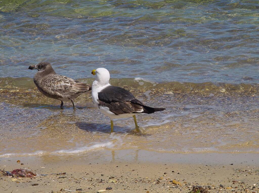 Pacific Gull (Larus pacificus), Kangaroo Island, SA