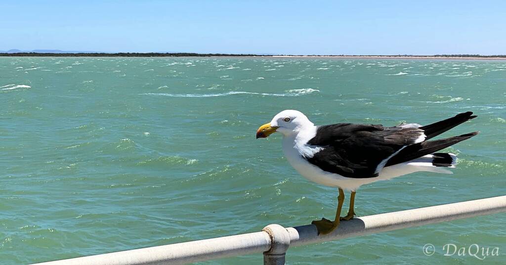 Pacific Gull on the Port Germein Jetty