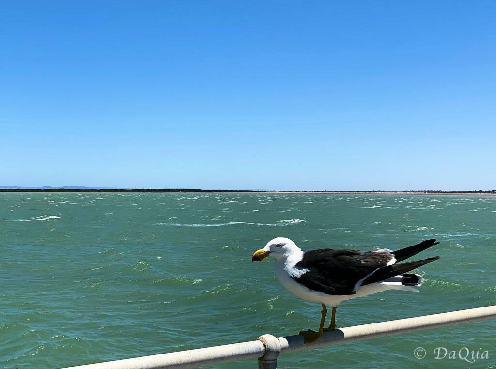Pacific Gull on the Port Germein Jetty