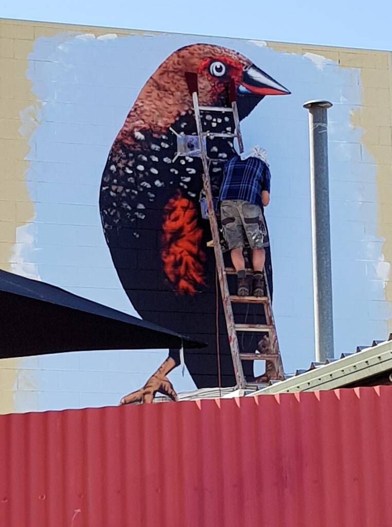 Painted Finch (2018 Alice Springs Street Art Festival) by Chris Scott, Alice Springs NT