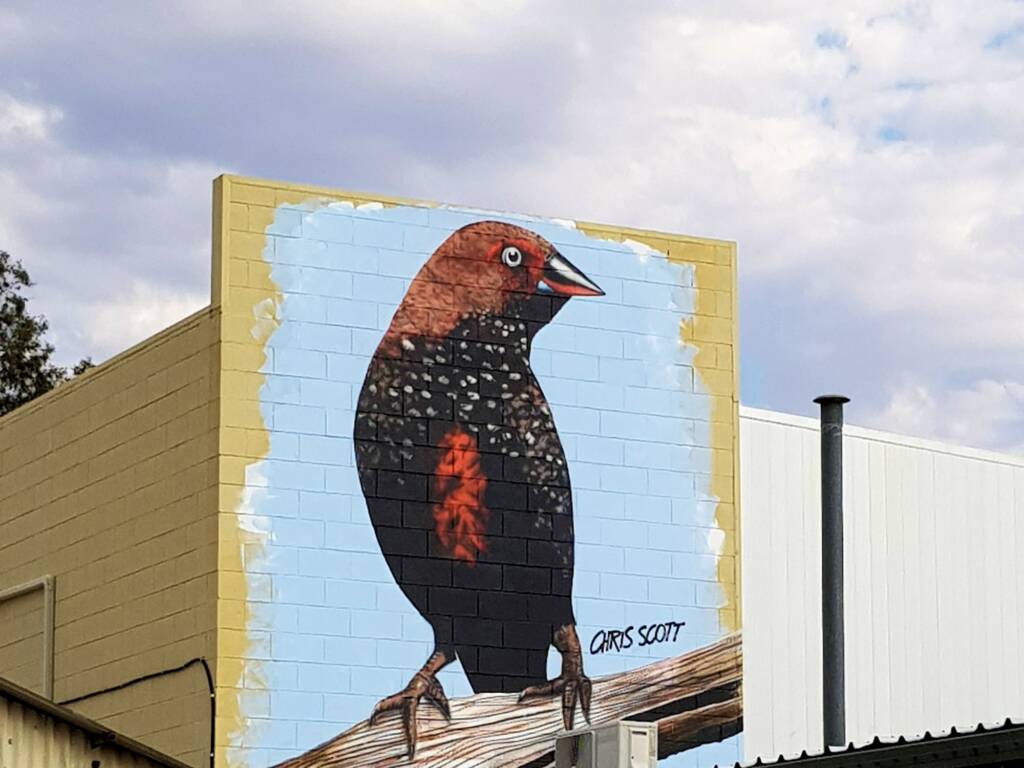 Painted Finch (2018 Alice Springs Street Art Festival) by Chris Scott, Alice Springs NT