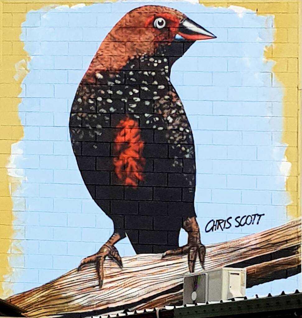 Paint Finch by Chris Scott, 2018 Alice Springs Street Art Festival