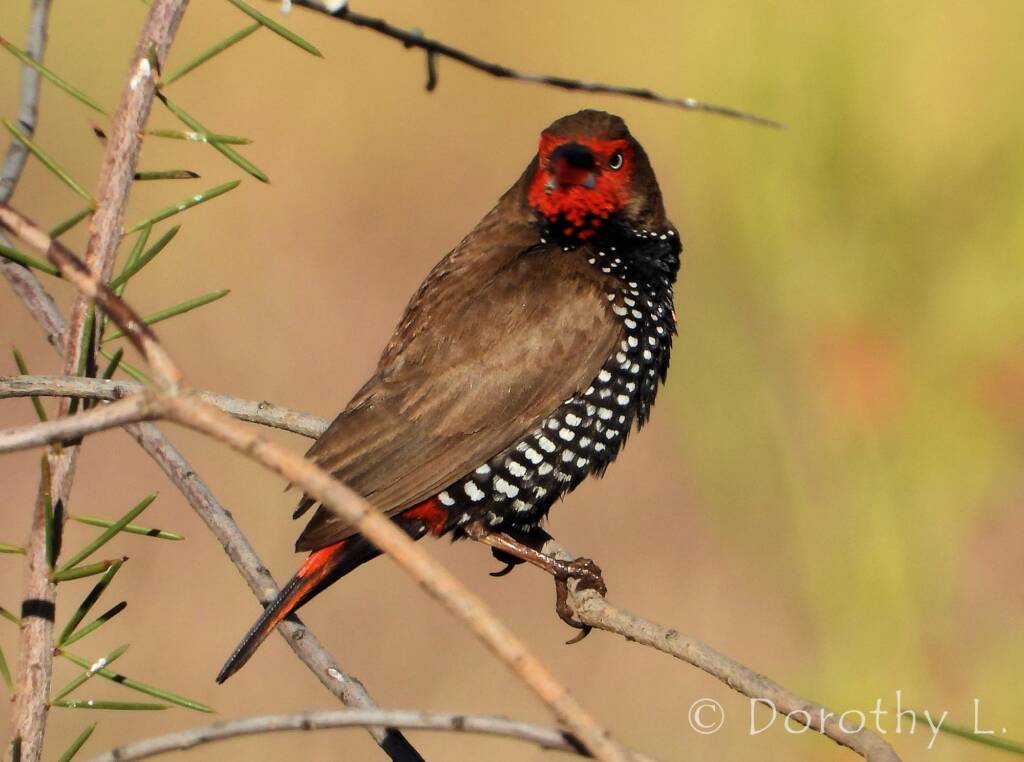 Painted Finch (Emblema pictum), Central Australia