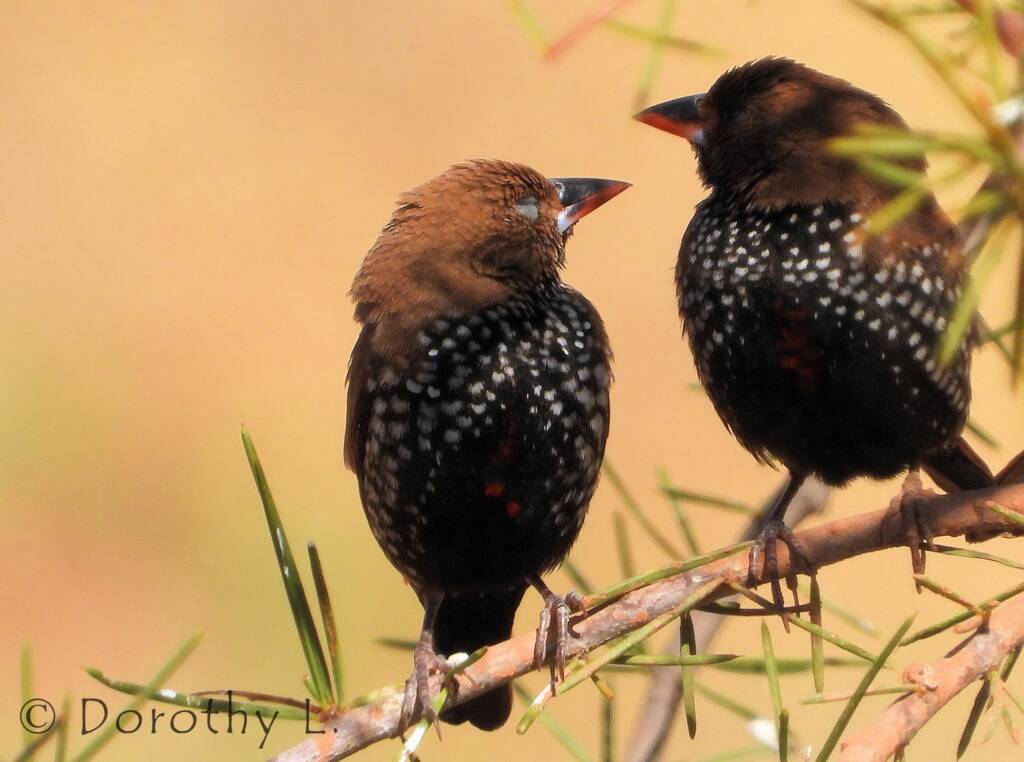 Painted Finches (Emblema pictum)