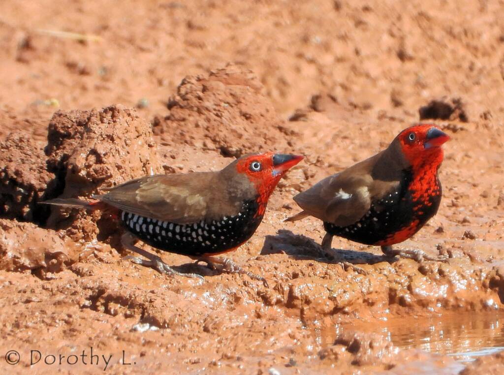 Painted Finches (Emblema pictum)