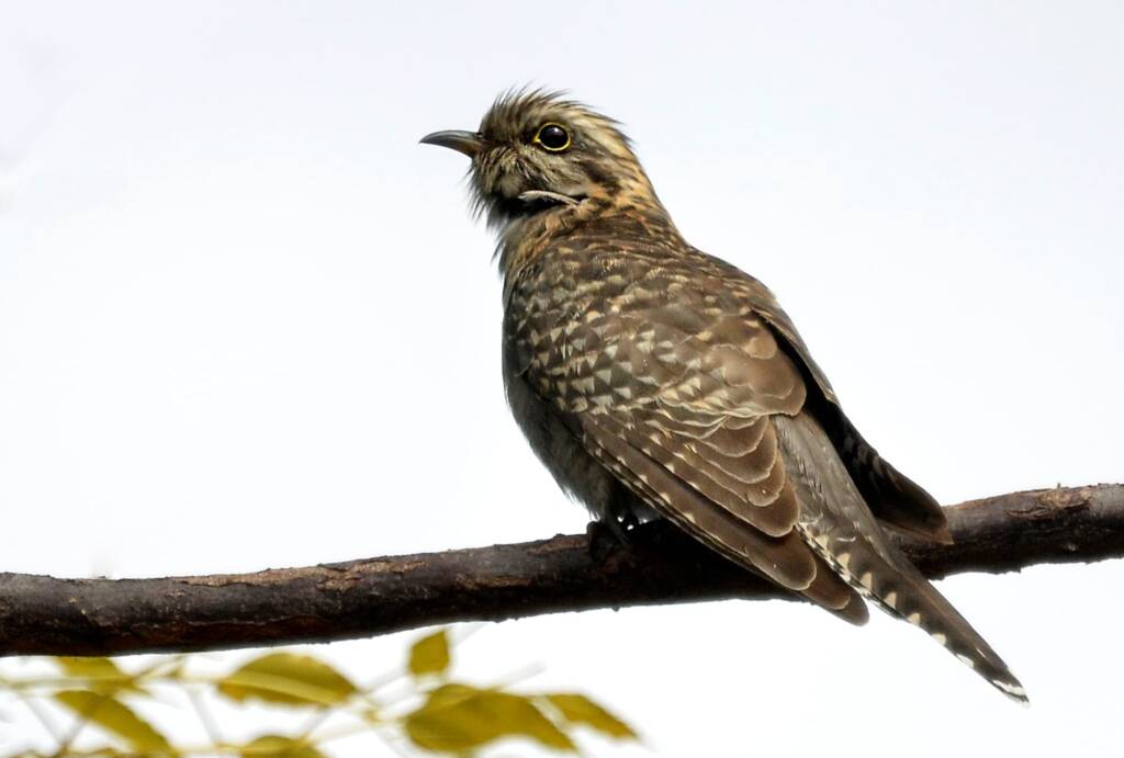 Pallid Cuckoo (Cacomantis pallidus), Swan WA © Jean and Fred Hort