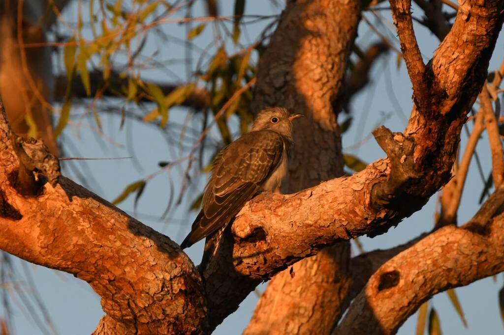 Juvenile Pallid Cuckoo (Cacomantis pallidus) at sunrise, Kunoth Bore NT © Dorothy Latimer