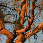 Juvenile Pallid Cuckoo (Cacomantis pallidus) at sunrise, Kunoth Bore NT © Dorothy Latimer
