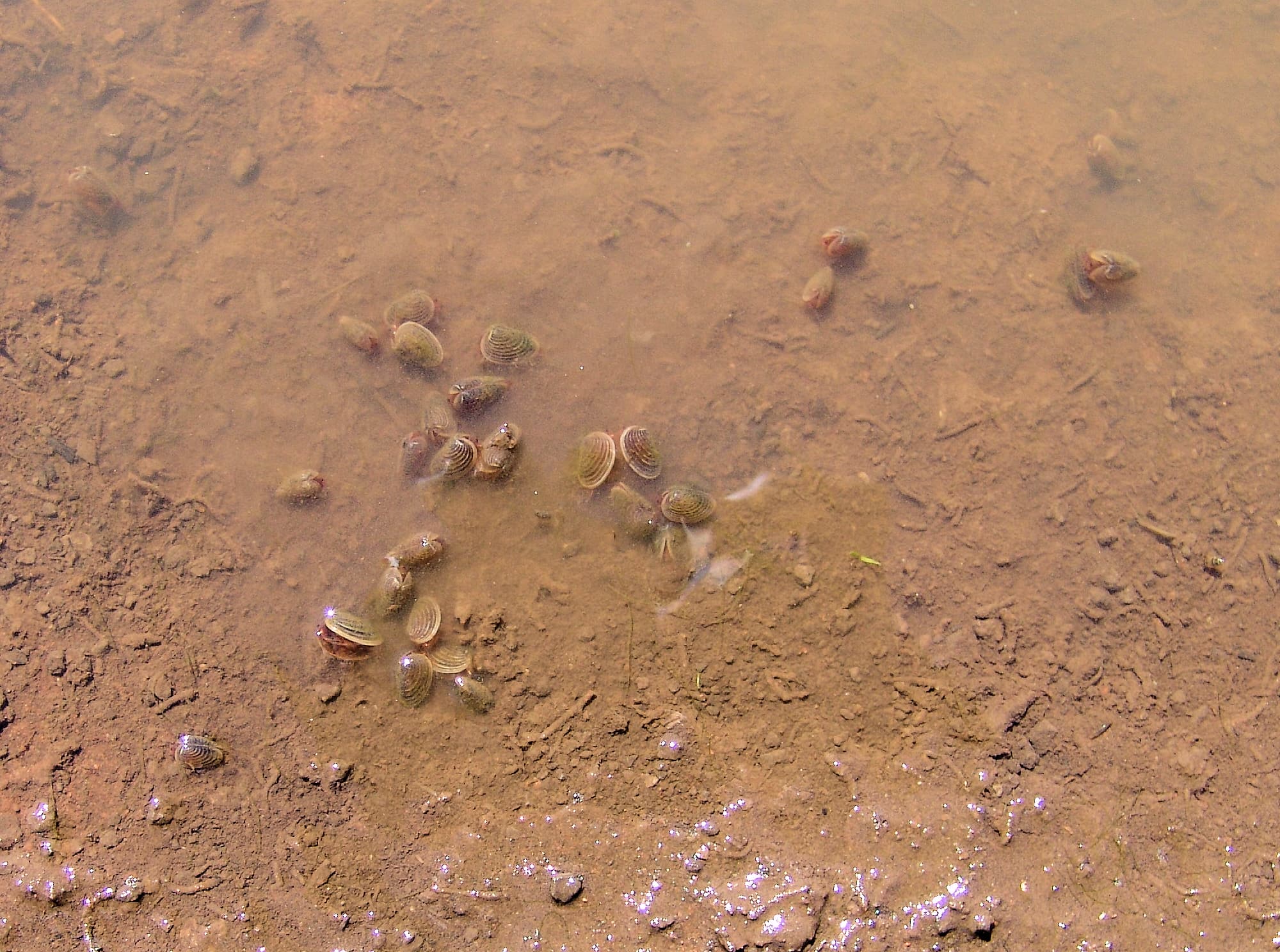 Clam Shrimp Ausemade