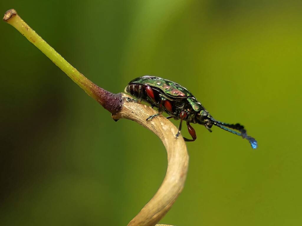 Pandorea Leaf Beetle (Johannica gemellata), Gold Coast QLD © Stefan Jones