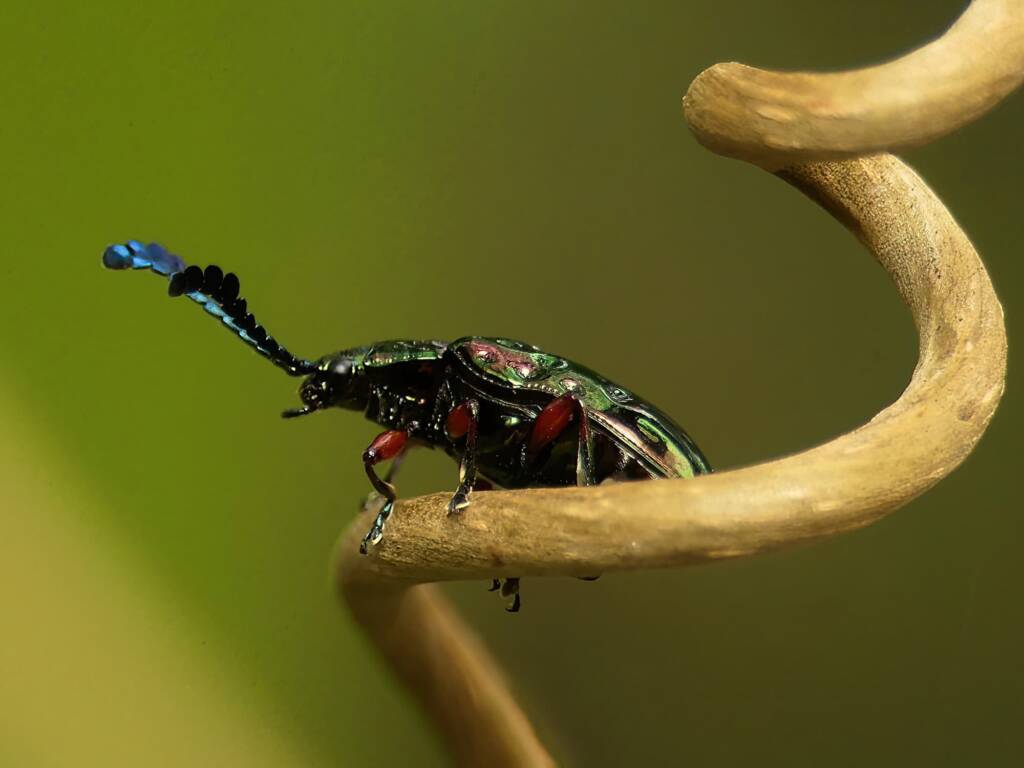 Pandorea Leaf Beetle (Johannica gemellata), Gold Coast QLD © Stefan Jones