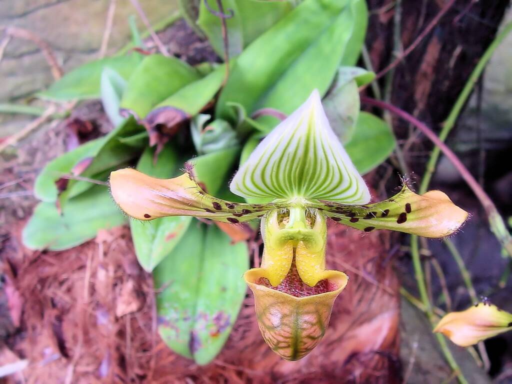 Paphiopedilum venustum orchid, Royal Botanic Garden Sydney NSW