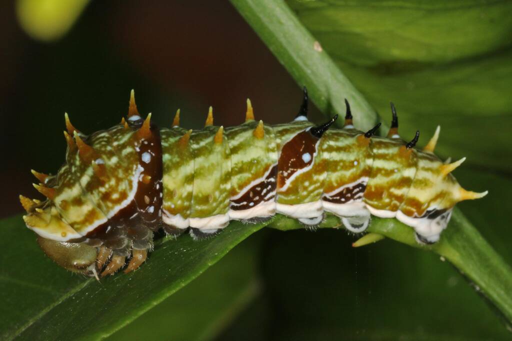 Papilio aegeus aegeus caterpillar (Orchard Butterfly), Ballandean QLD © Marc Newman