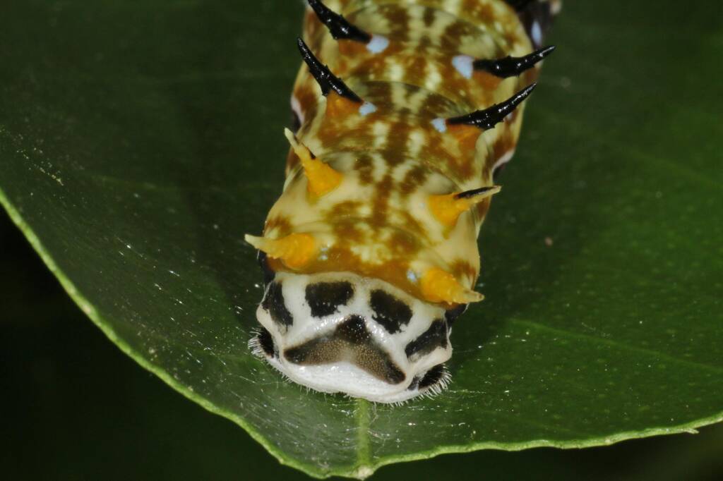 Papilio aegeus aegeus caterpillar (Orchard Butterfly), Ballandean QLD © Marc Newman