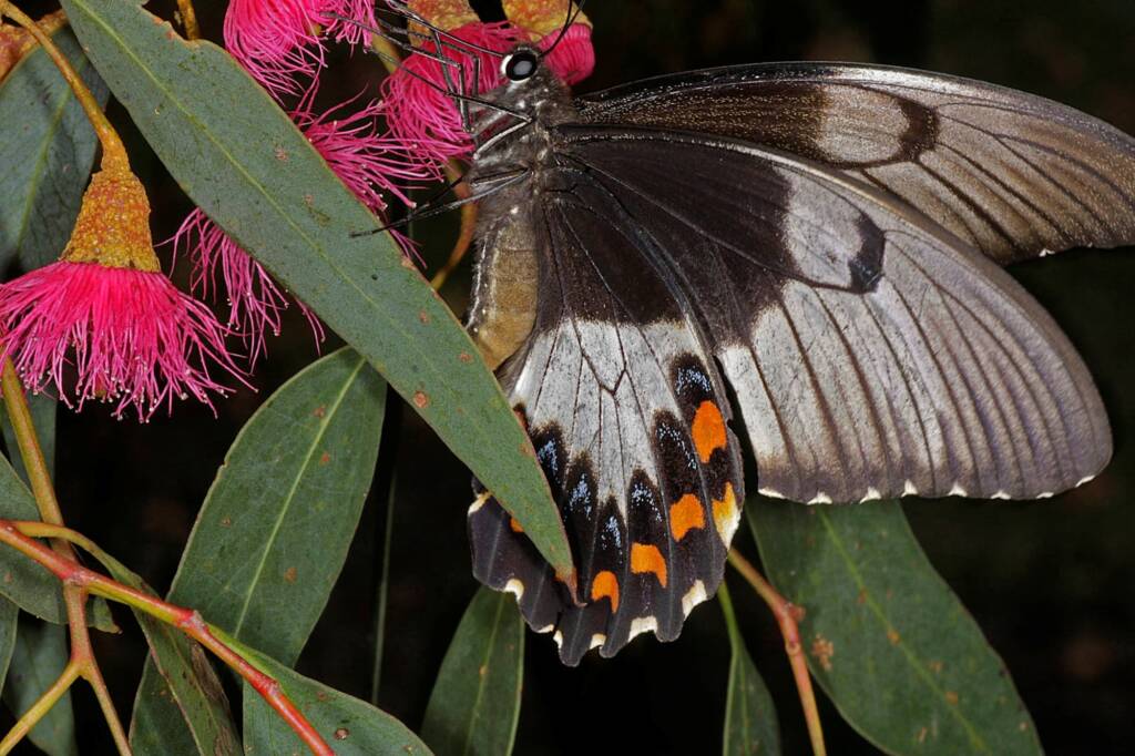 Papilio aegeus aegeus (Orchard Butterfly), Ballandean QLD © Marc Newman